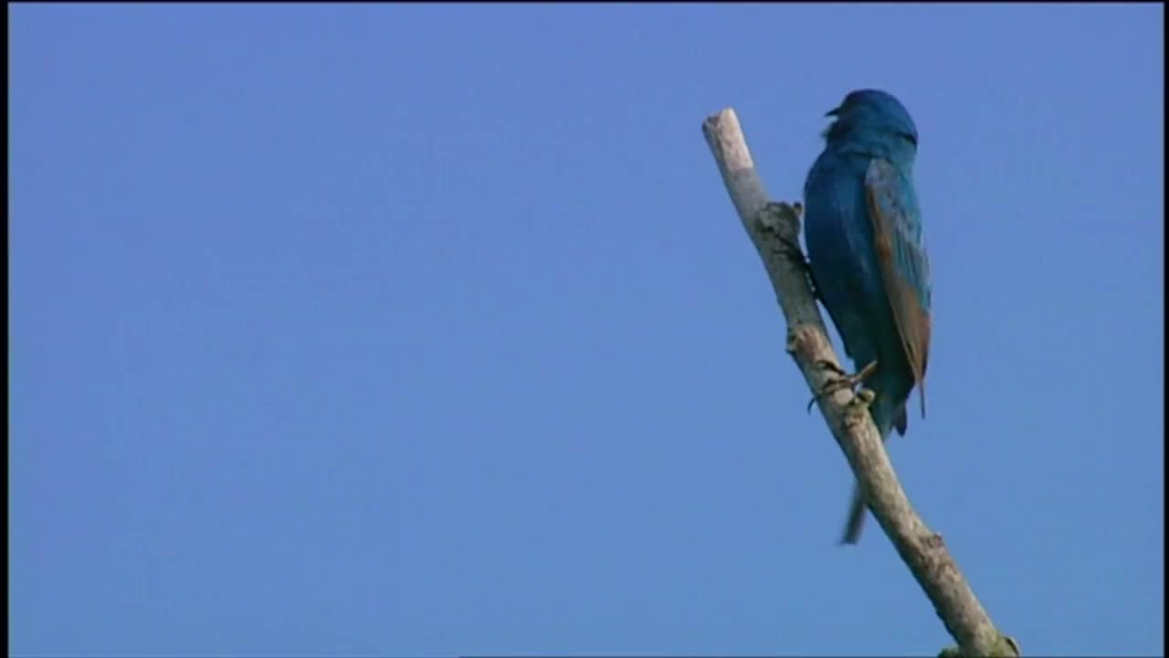 나무에서 노래하는 파랑새