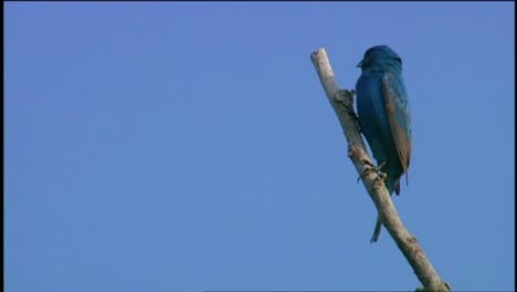 Eine-Drossel-Singt-In-Einem-Baum