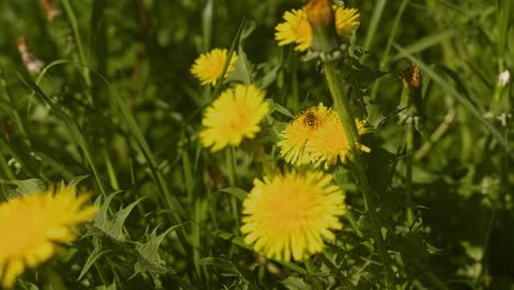 una vista de cerca de una abeja recogiendo polen de una flor de diente de león en un campo verde exuberante