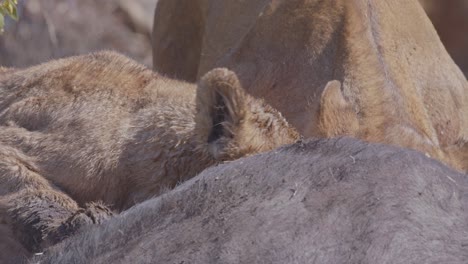 lions resting in the heat of the african sun from eating meal