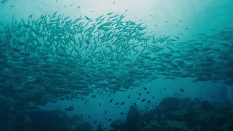 large school of fish swimming underwater