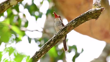 Un-Martín-Pescador-De-árboles-Y-Una-De-Las-Aves-Más-Hermosas-Que-Se-Encuentran-En-Tailandia-Dentro-De-Las-Selvas-Tropicales