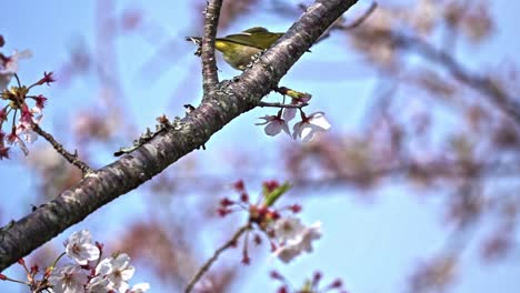 在桜樹的樹枝上<unk>著的白眼鳥