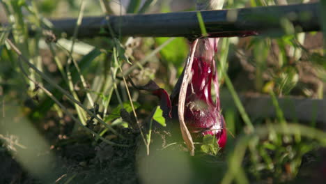 cebolla roja en la granja con sistema de agua que gotea.