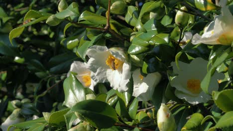 Worker-bee-pollenating-flower-in-the-springtime---slowmotion