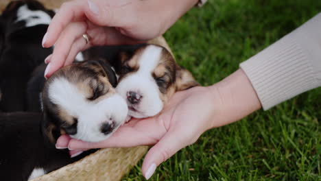 the owner of the puppies gently touches his pets, who are napping in a basket