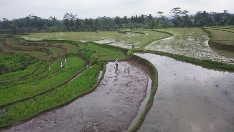 drone orbiting shot of farmer working on hilly rice field flooded after strong rain