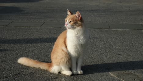 Un-Gato-Blanco-Y-Jengibre-Súper-Lindo-Está-Sentado-Al-Aire-Libre-Y-Alejándose