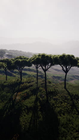 tranquil forest landscape with fog