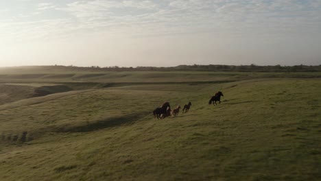 Drohnenblick-Auf-Wilde-Freie-Pferde,-Die-Auf-Isländischem-Grasland-Laufen-Und-Traben.-Vogelperspektive-Auf-Wilde-Pferdeherde,-Die-Im-Isländischen-Hochland-Auf-Ackerland-Bei-Sonnenuntergang-Weiden.-Tierwelt-Und-Tierthema