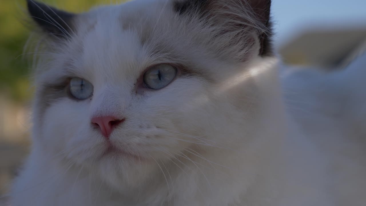 tiro alla testa di un gatto bianco che si guarda intorno all'ombra all'aperto