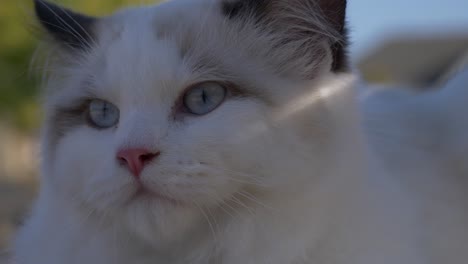 disparo de cabeza de gato blanco mirando a la sombra al aire libre