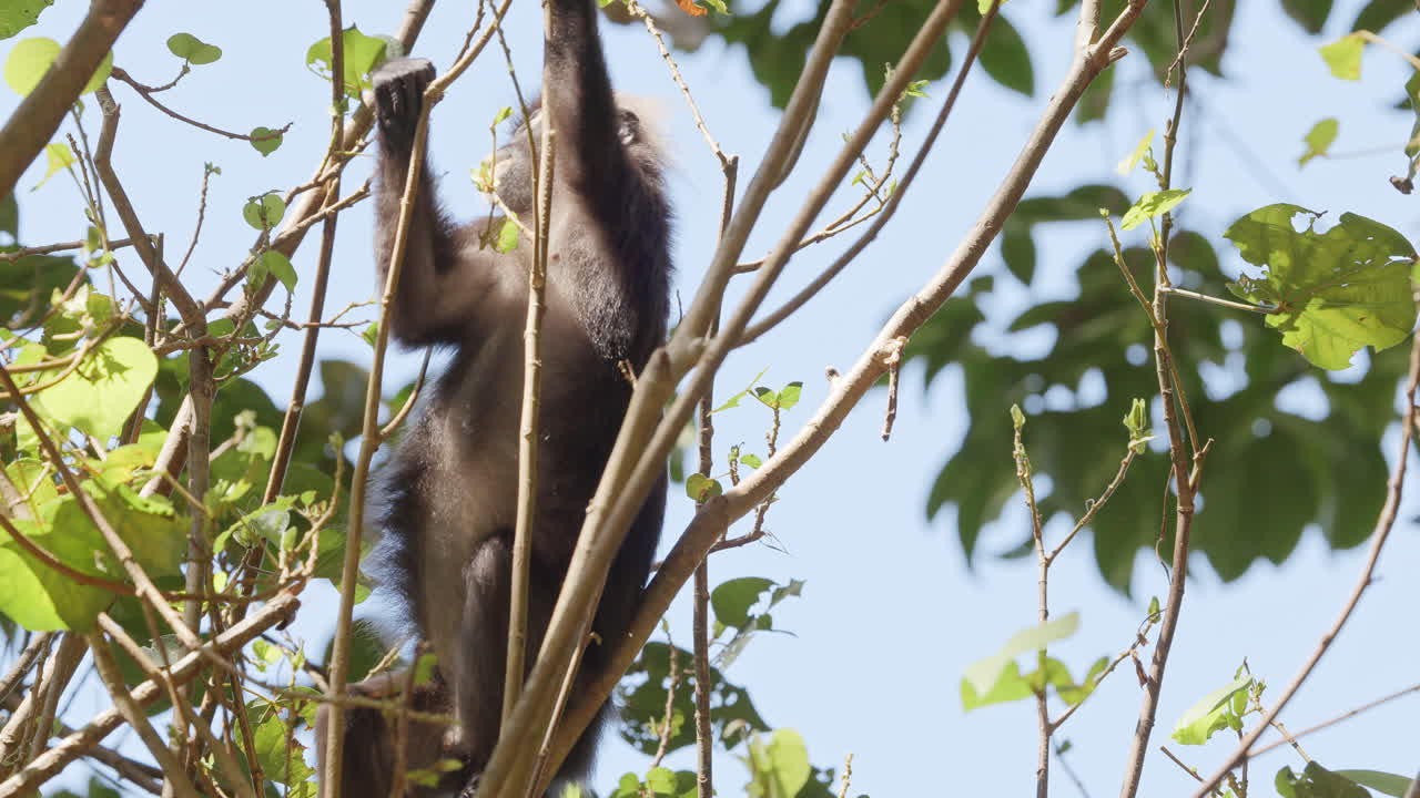 dusky leaf monkeys filmed in langkawi island, malaysia