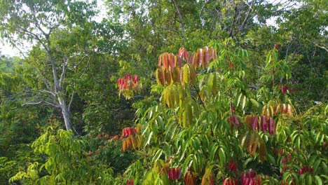 close up lush hard vegetation of green red and orange trees in minca colombia