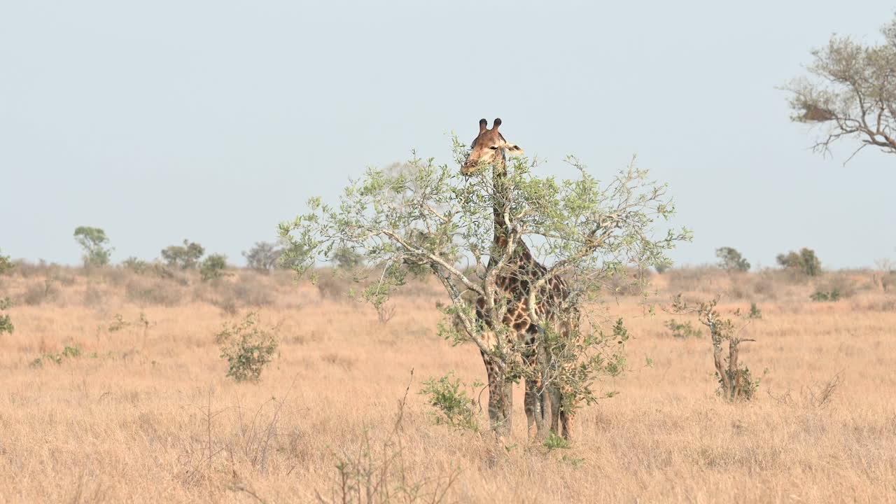 jirafa detrás de un árbol pequeño, comiendo hojas. camara lenta