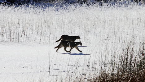 Wild-Puma-Cubs-Walking-Across-Snow-Covered-Ground-In-Patagonia