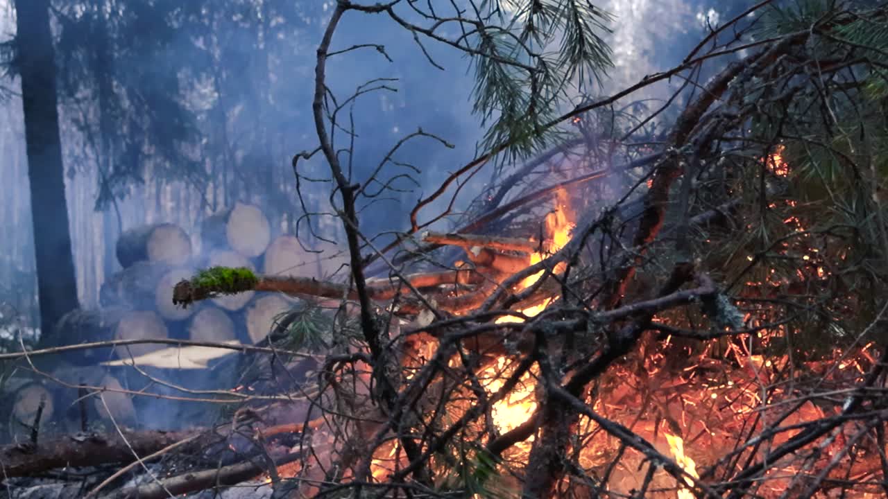 Large fire or bonfire in a forest that burns with hot and large orange and yellow flames creating smoke while burning twigs, branches and foliage from the forest around and from pine trees during day.