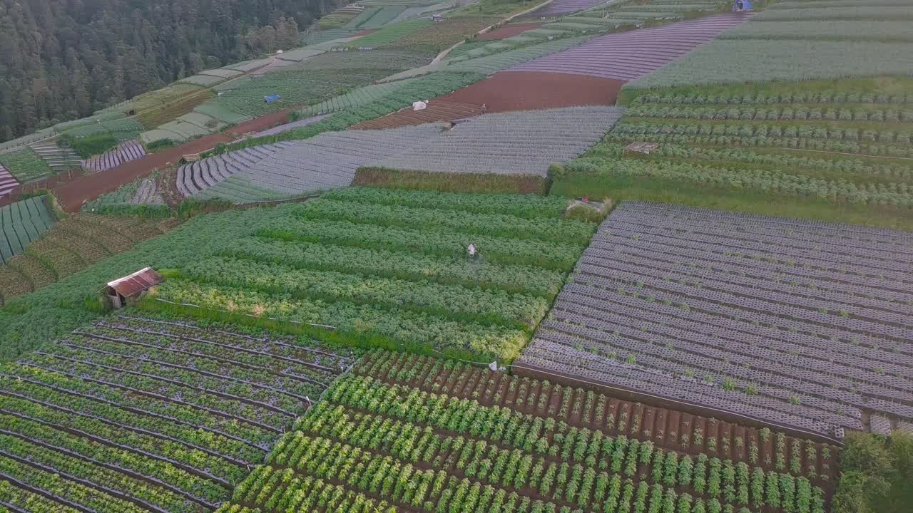 아침에 농부가 작업하는 섬빙 산 경사면에 있는 아름다운 계단식 야채 농장