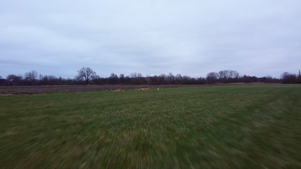 vista aérea sobre el campo de hierba verde con un pájaro blanco sentado en la hierba alta