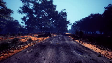 abandoned road through a quiet forest during daytime in warm weather