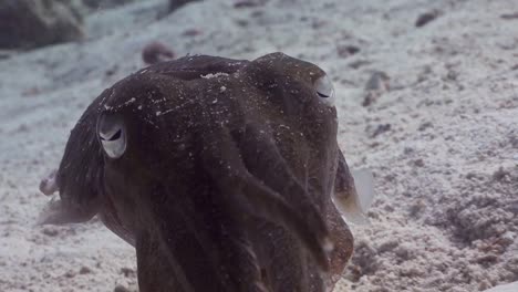 cuttlefish close up shot swimming underwater with tentacles facing camera in phuket, thailand