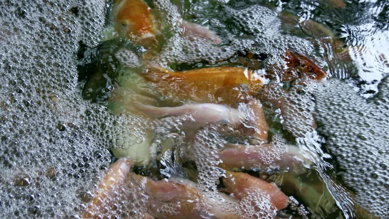 Experience the sizzling process of frying fish a kitchen setting capturing the culinary art close detail