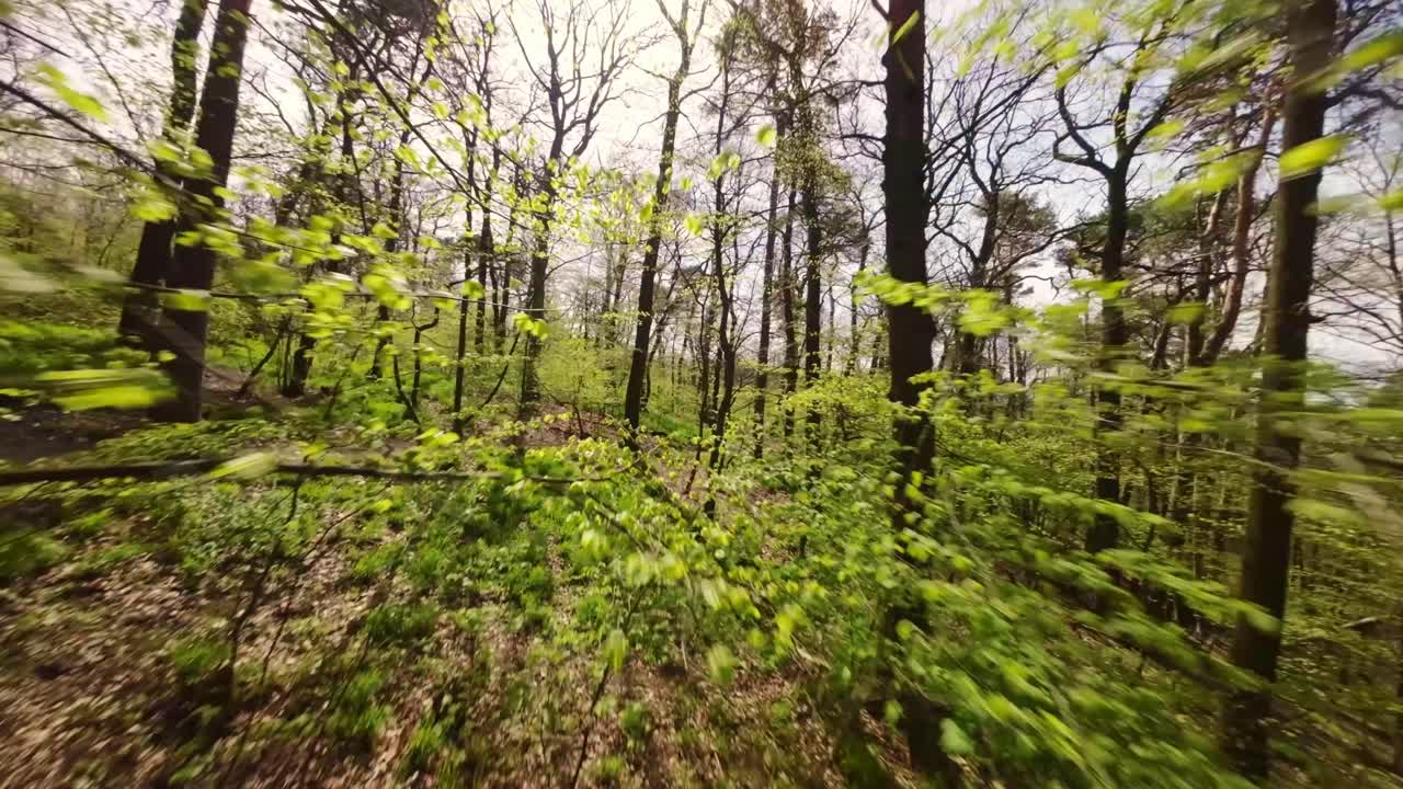 vuelo cercano a través de las ramas verdes de los árboles en un bosque de hoja caduca