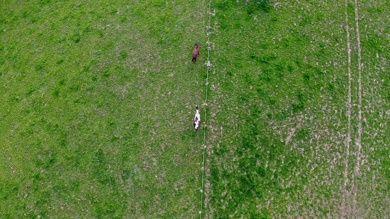 필드에서 말의 조감도