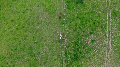 vista aérea de caballos en el campo