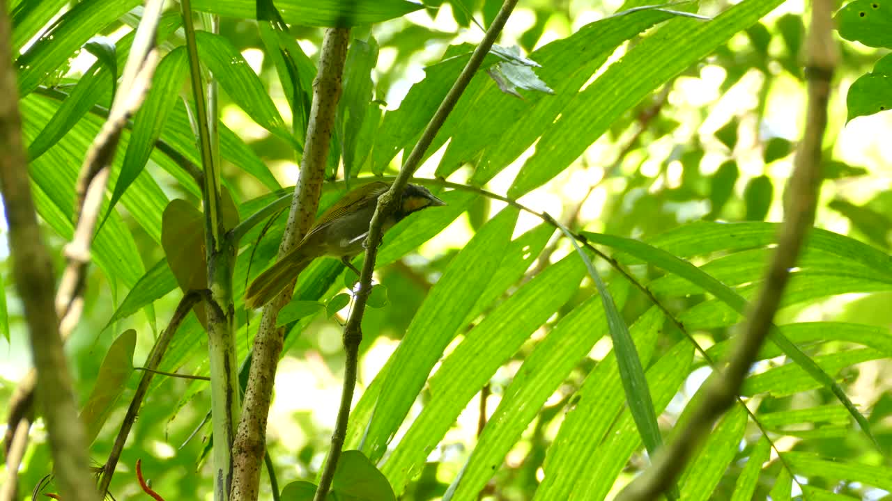A beautiful bird sits in a tree en slowly climbs down. Costa Rica exotic birds