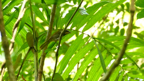 a beautiful bird sits in a tree en slowly climbs down. costa rica exotic birds