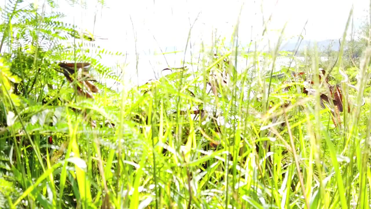 hd hawaii kauai 슬로우 모션 붐은 태양 플레어가 있는 이끼 낀 용암 바위에서 왼쪽에서 오른쪽으로 들어오는 바다의 파도가 내려다보이는 산악 해안선과 대부분 맑은 하늘을 배경으로 멀리 떨어져 있습니다.