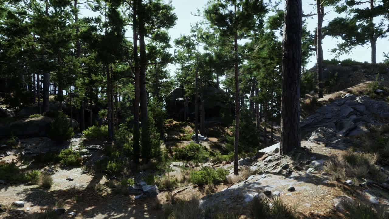 un bosque exuberante con pinos altos, rocas y un camino a través de él