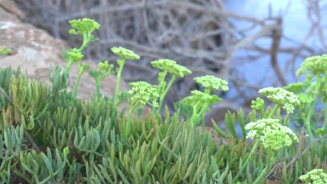 Close-up-of-the-Mediterranean-Sea-fennel-plant-at-early-morning,-Crithmum-maritimum,-with-a-calm-sea-out-of-focus-in-the-background