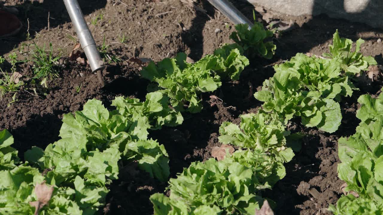 Persona che si prende cura della lattuga verde in terreno umido sotto la luce naturale del giorno.