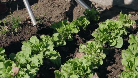 person tending green lettuce in moist soil under natural daylight