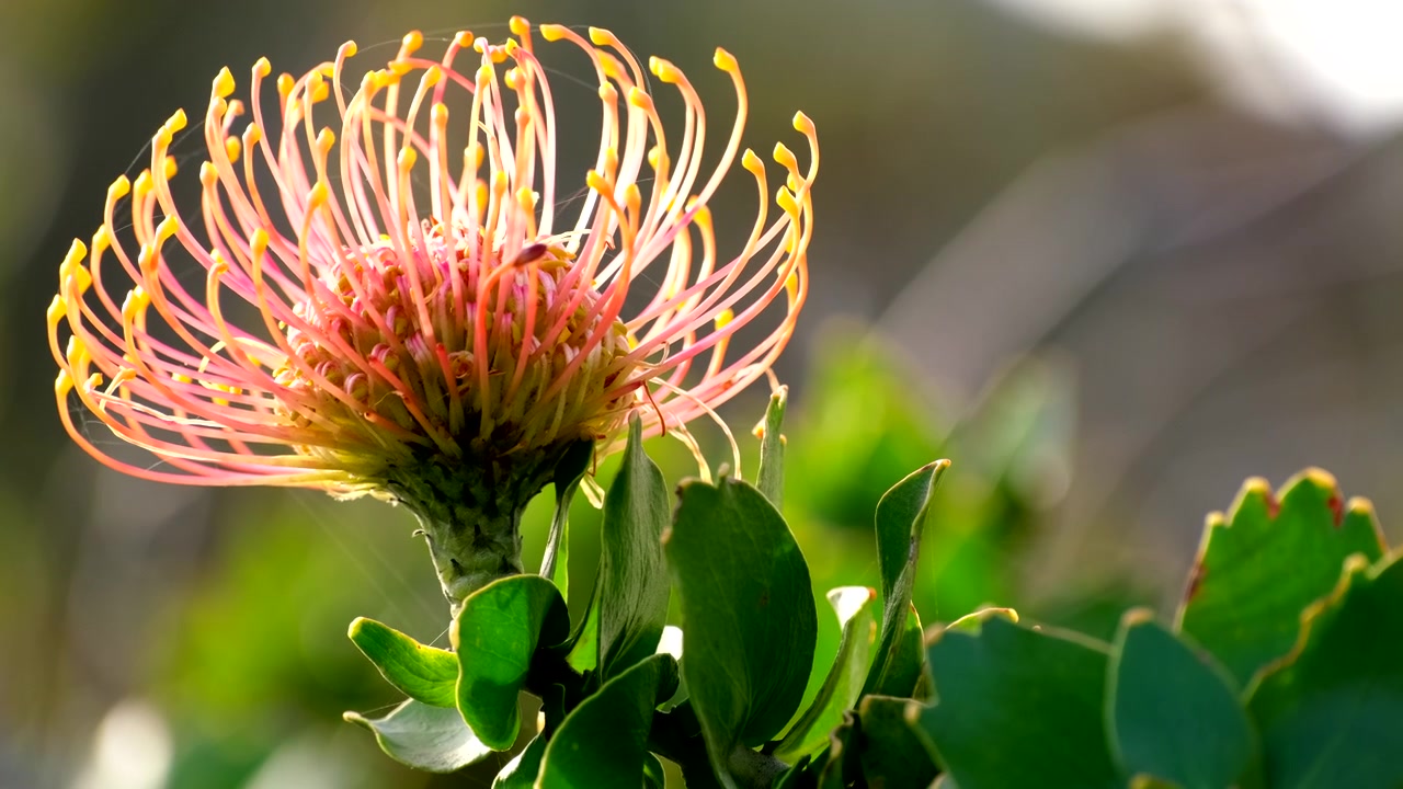 Opvallende Leucospermum cordifolium speldekussenbloem met levendige bloeiwijze in fynbos.