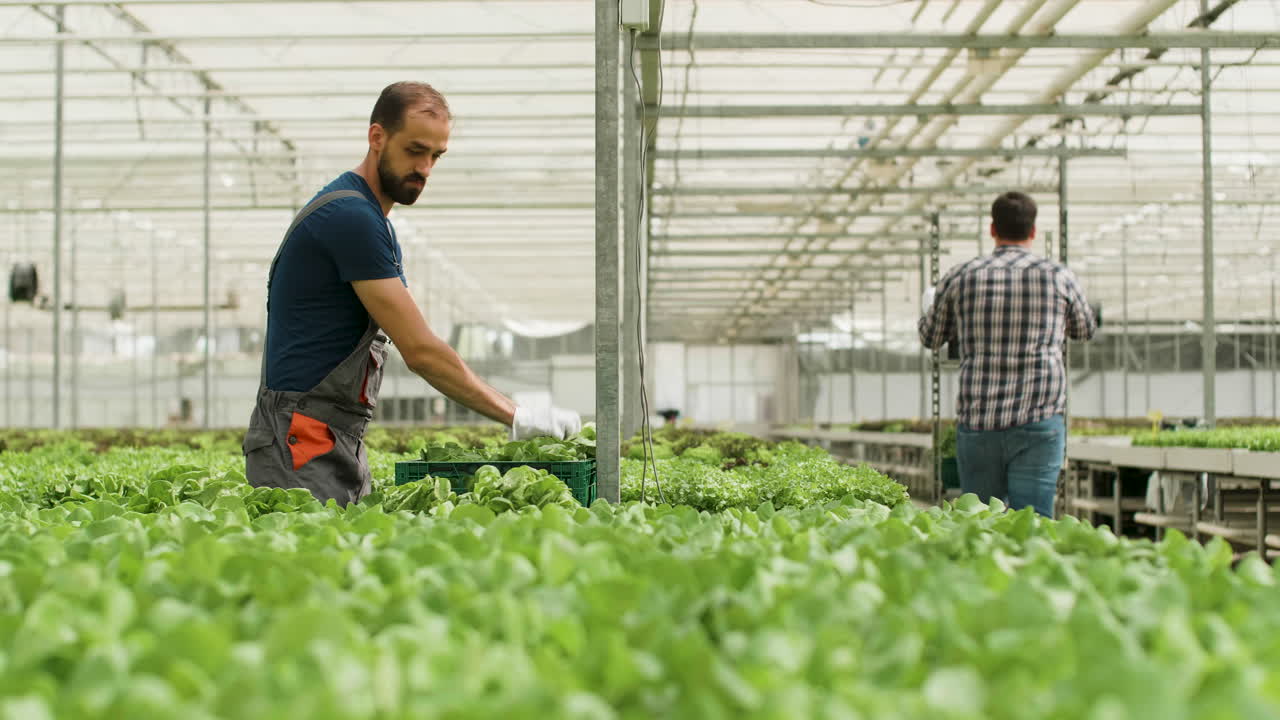 Greenhouse Workers Harvesting Vegetables