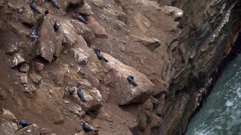 Static-shot-of-a-flock-of-terns-resting-on-the-cliffs-off-the-coast-of-Mirador-Miguel-Grau,-Chorrillos,-Lima,-Peru