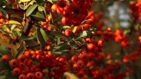 Bunches-of-red-ripe-berries-hanging-of-branches-in-garden