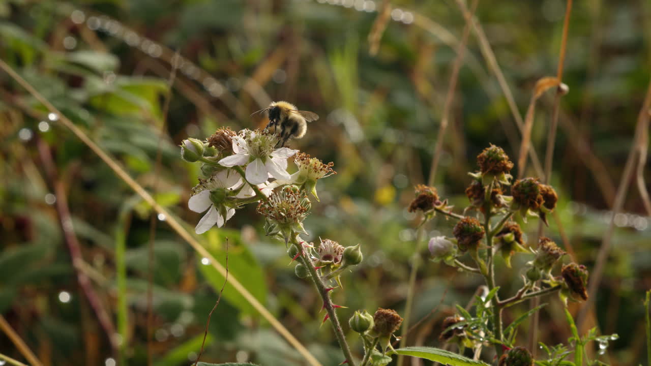 Bee landing on and taking nectar from blackberry flower, Rubus plicat outside during the day