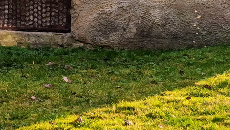 Tiny-insects-bathing-in-pale-light,-autumnal-yard-in-cast-shadow,-old-wall-in-the-background