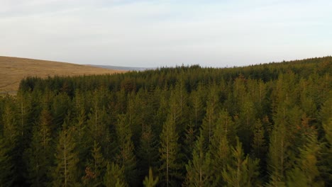 Luftaufnahme,-Die-über-Grünen-Wald-Fliegt