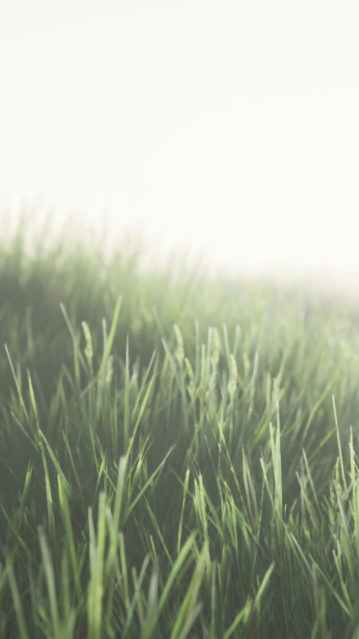 Green field with tall grass in the early morning with fog