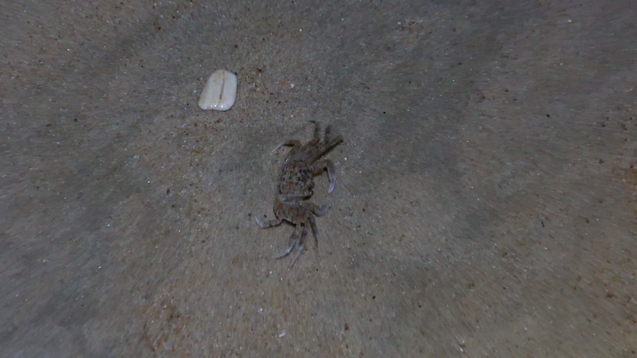 Sand crab on Atlantic coast beach