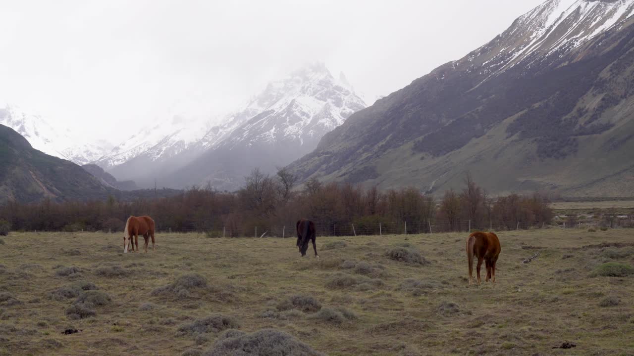 los caballos pastan bajo un cielo nublado en un prado en las afueras del parque nacional fitz roy argentina