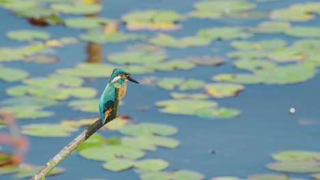 vista en cámara lenta de kingfisher en friesland países bajos encaramado sobre el estanque con pads de lirio en el fondo mirando fijamente al agua del estanque abierto