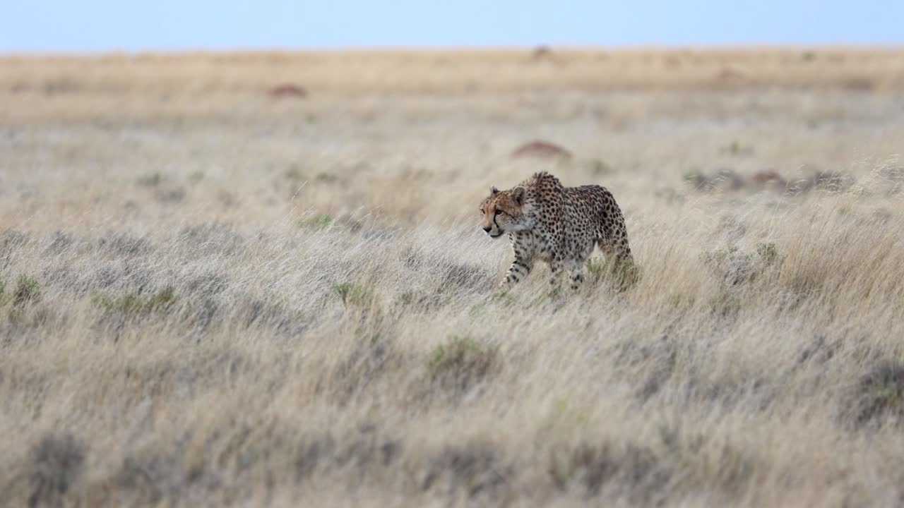 cheetah solitario caminando suavemente a través de las praderas en la luz suave, mirando enfocado en el estado libre, sudáfrica