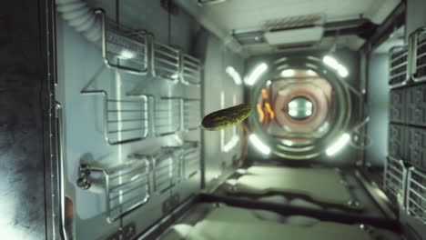 marinated-pickled-cucumber-floating-in-internation-space-station