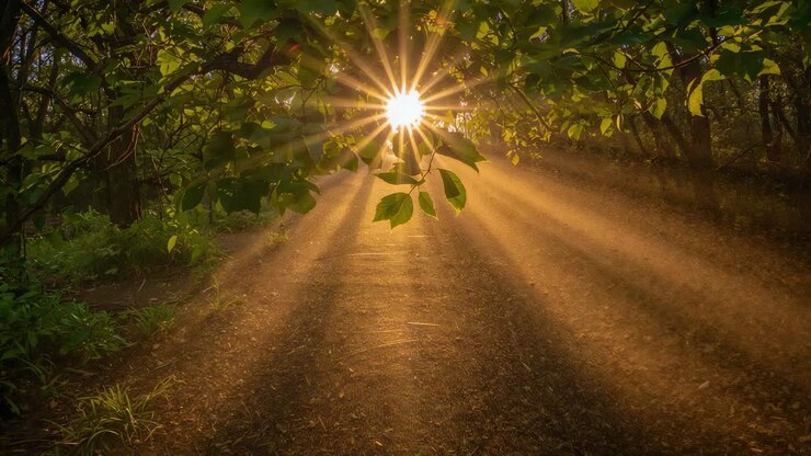 Sun peeking and breeze shifting casting sunburst and branch sending warm rays across path, haze